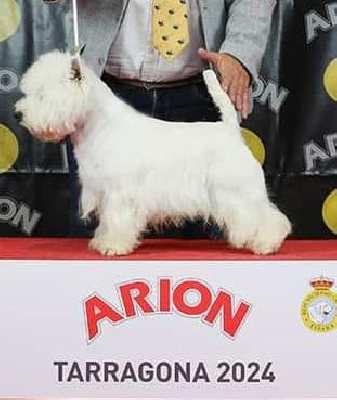 Étalon West Highland White Terrier - CH. Springboks of White Thistle