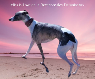 Étalon Whippet - Miss is love (missis)46,5 cm de la romance des damoiseaux