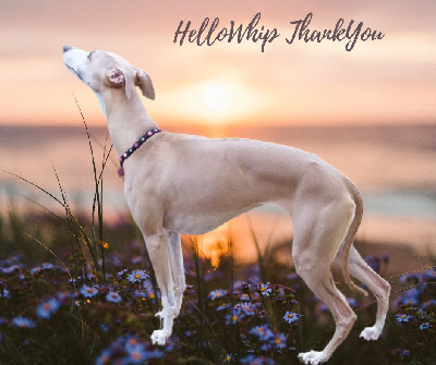 Étalon Whippet - Hellowhip Thankyou