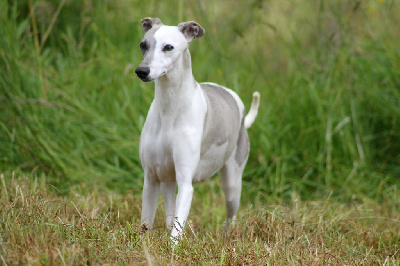 Étalon Whippet - Tixie Du Frison Impérial