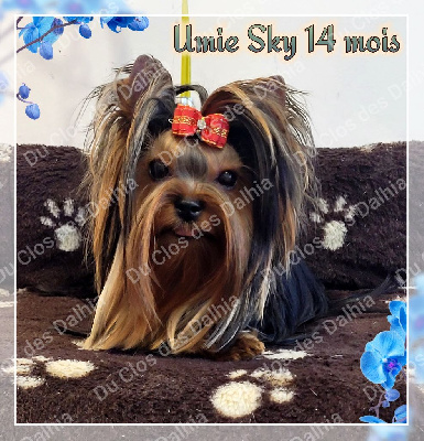 Étalon Yorkshire Terrier - Umie sky Du Clos Des Dalhia