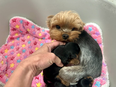 Étalon Yorkshire Terrier - Tania du manoir de la corbie