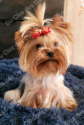 Étalon Yorkshire Terrier - Reyna blue lover Du Clos Des Dalhia