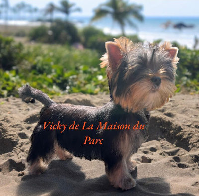 Étalon Yorkshire Terrier - Vicky De La Maison Du Parc