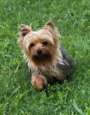 Étalon Yorkshire Terrier - Sybelle de la Générade