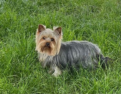 Étalon Yorkshire Terrier - Trésor des vents d'océan