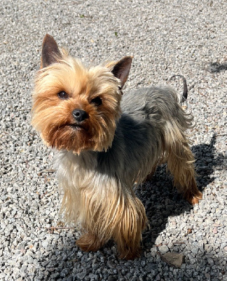 Étalon Yorkshire Terrier - Rainbow d’ivena des lys