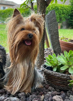 Étalon Yorkshire Terrier - peppa