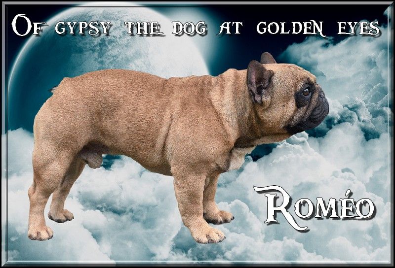 Publication : of gypsy the dog at golden eyes 