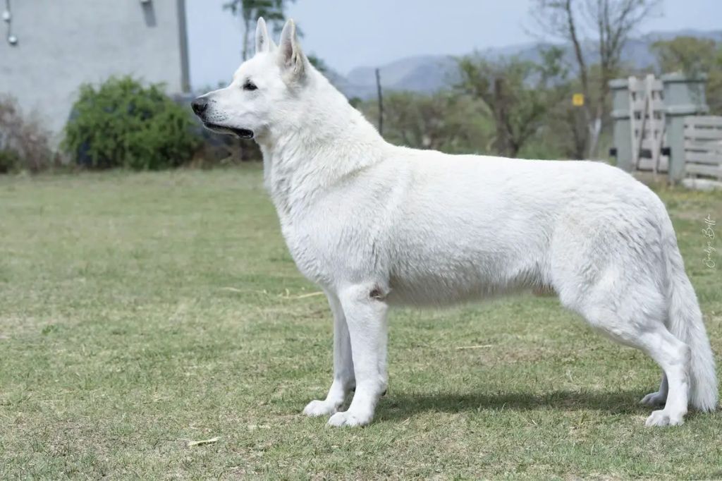 Snow wolfshund