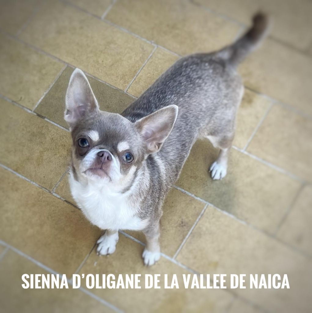 Sienne d oligane De La Vallée De Naica