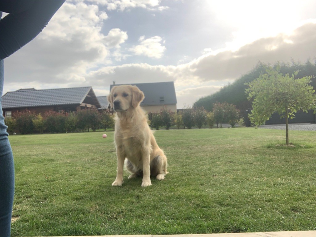 Sublime palma Des Puppys Goldens Love