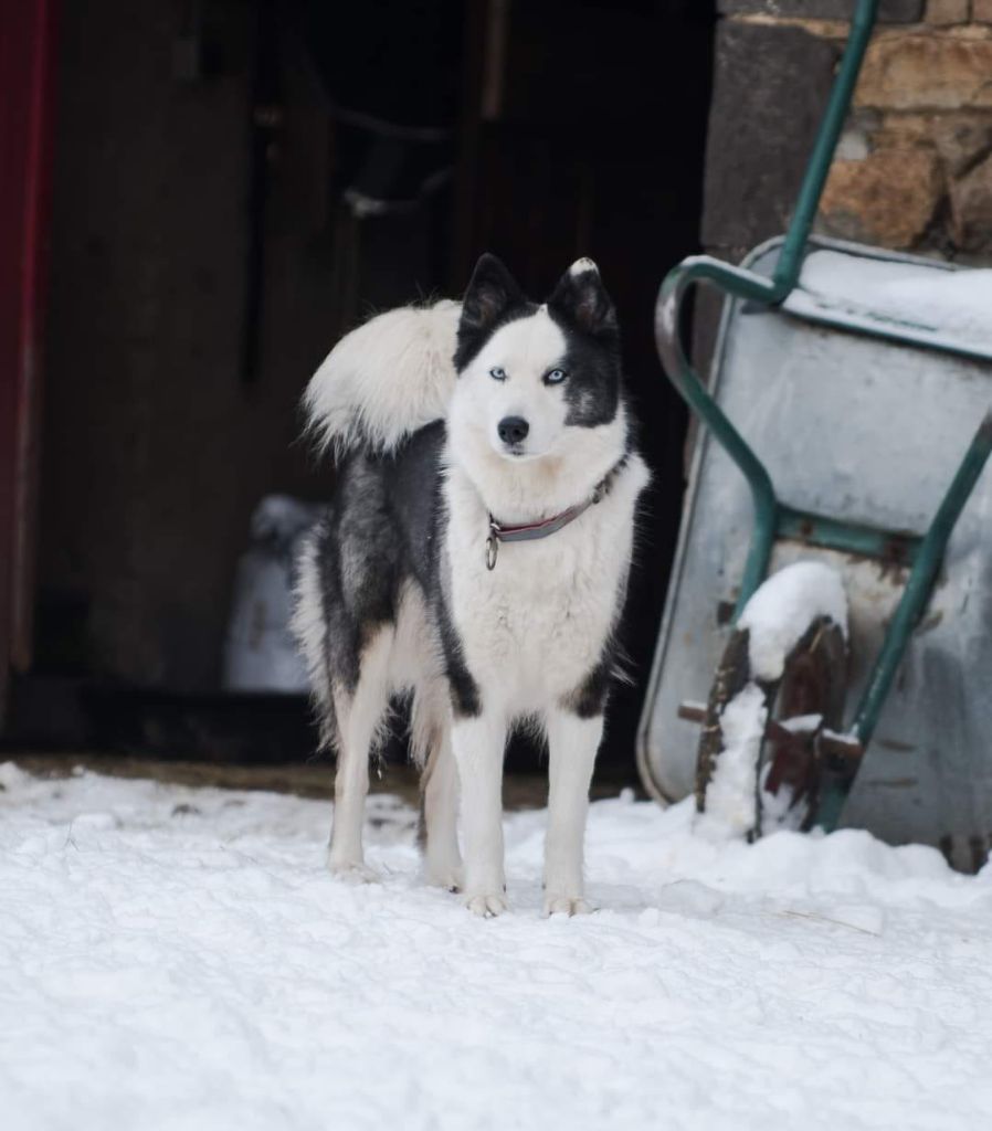 siberian soul Belissima