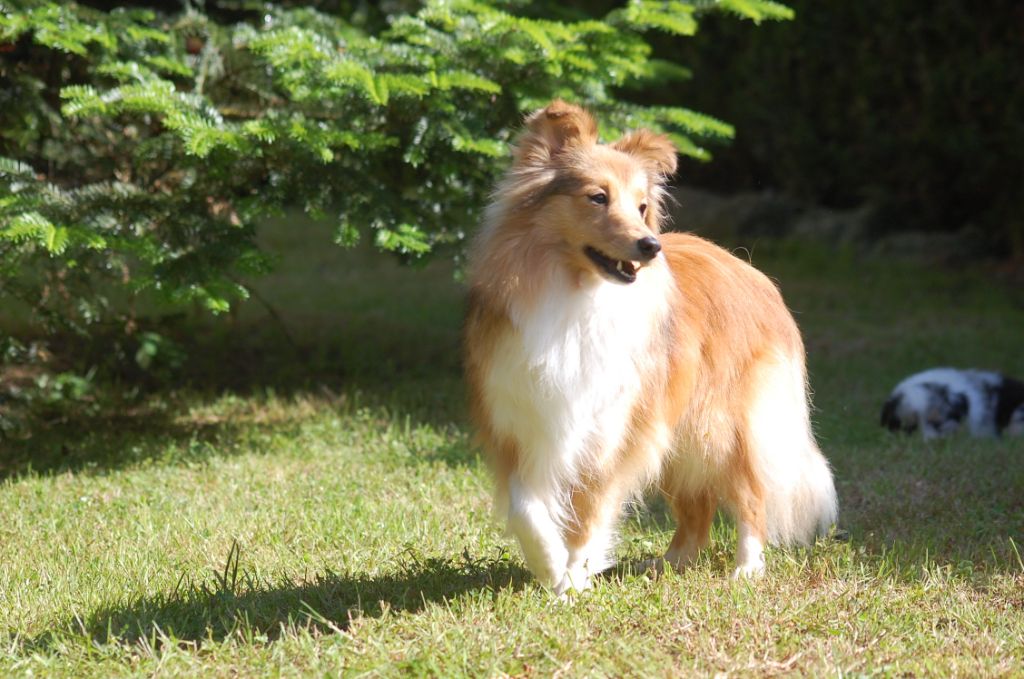 Olena de l'odysee des deux forbans