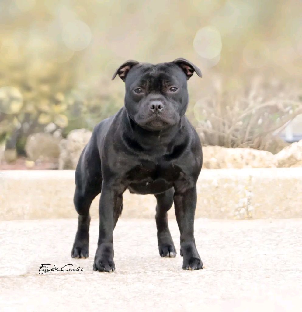 staffy paradise Prodigy