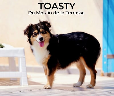 Toasty du Moulin de la Terrasse