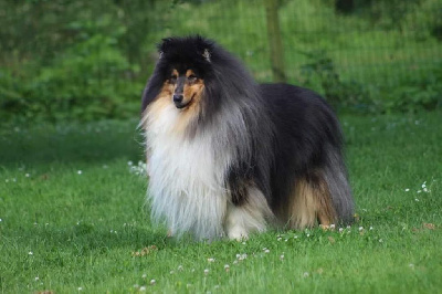 Étalon Colley à poil long - Saint valentin black de la Déesse des Moissons