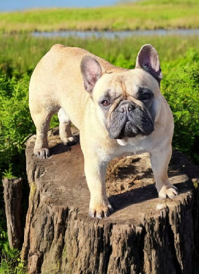 Étalon Bouledogue français - Tabatha Des Terres De La Marquise