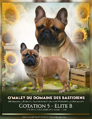 Étalon Bouledogue français - O'maley du Domaine des Bastidiens