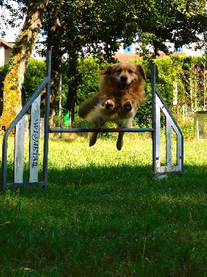 Étalon Golden Retriever - River des fields d'est