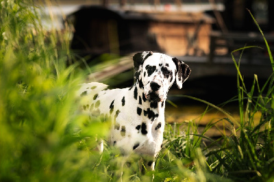 Étalon Dalmatien - Homer denny vitmar}