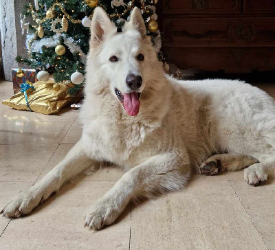 Étalon Berger Blanc Suisse - Suicide Squad's Perceval