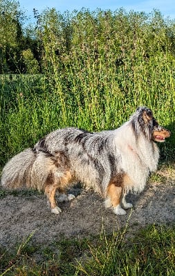 Étalon Shetland Sheepdog - Ubbie po Des Tresors Du Gouet