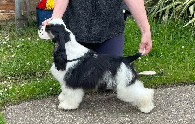 Étalon American Cocker Spaniel - Jaclee Aster vivid