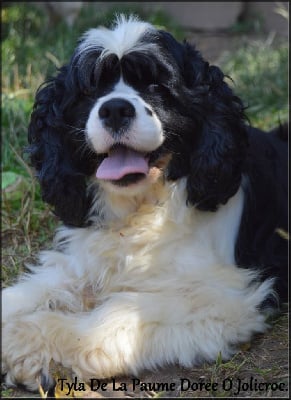 Étalon American Cocker Spaniel - Tyla De La Paume Doree O Jolicroc