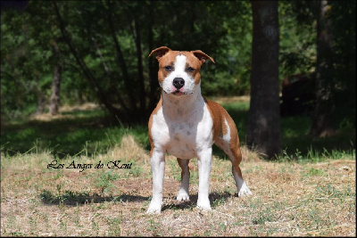 Étalon American Staffordshire Terrier - Unusual august days Des Anges De Kent