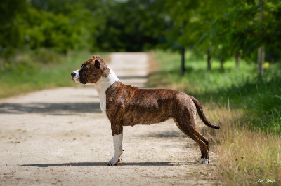 Étalon American Staffordshire Terrier - Utah hill's new age Maker's New Step