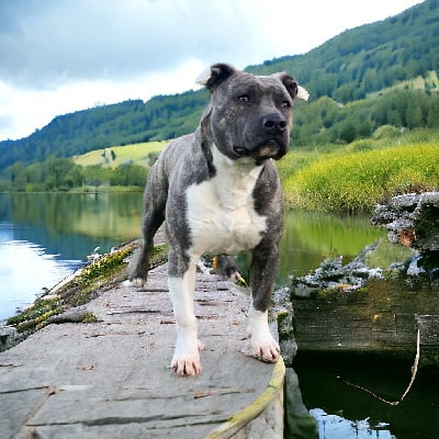 Étalon American Staffordshire Terrier - Spider man Of Silver Mills