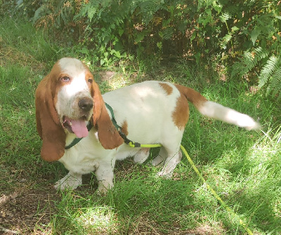 Étalon Basset Hound - Tino des menthes sauvages