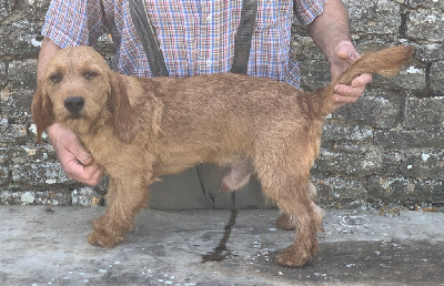 Étalon Basset fauve de Bretagne - Uran du Domaine D'Asgard