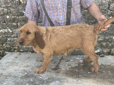 Étalon Basset fauve de Bretagne - Prune de vellemont