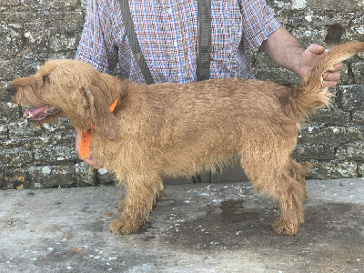 Étalon Basset fauve de Bretagne - Sologne de vellemont