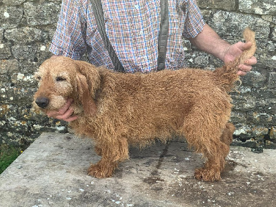 Étalon Basset fauve de Bretagne - Miss de vellemont