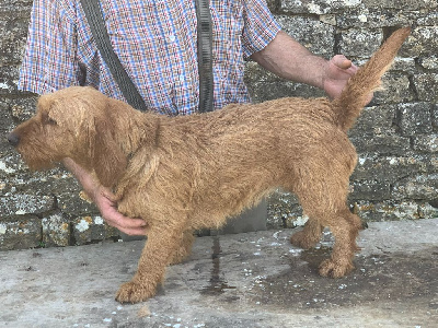 Étalon Basset fauve de Bretagne - Santec de vellemont