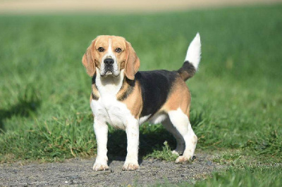 Étalon Beagle - Sam (Sans Affixe)
