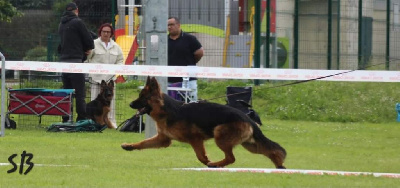 Étalon Berger Allemand Poil Long - Tosca de la Taverniere