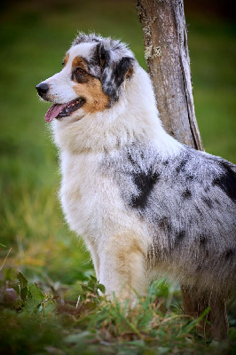 Opal Aussie Romy baby blue