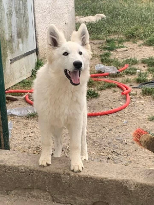 Étalon Berger Blanc Suisse - Suicide Squad's Toxine