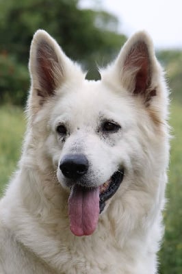 Étalon Berger Blanc Suisse - Pearl The Paradise Of The White Wolves