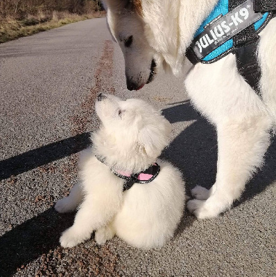 Étalon Berger Blanc Suisse - Olaf du Royaume d'Usty