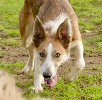 Étalon Border Collie - Maybe blue du Clos de Nétilia