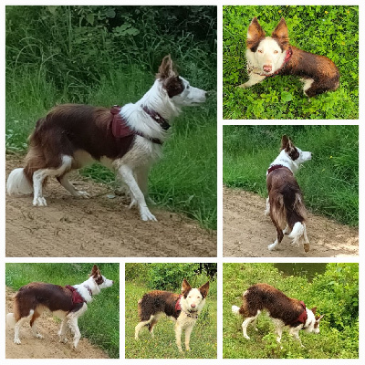 Étalon Border Collie - Tallys du Clos de Nétilia