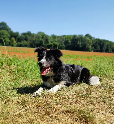 Étalon Border Collie - Une folie nommée saksa des Gardiens de la Milandre