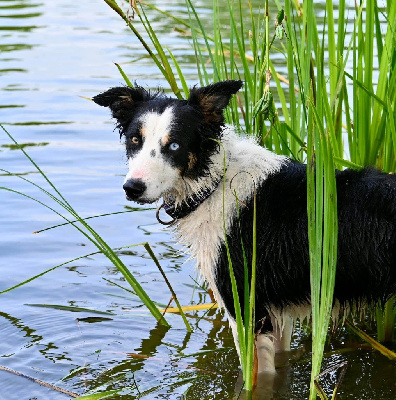 Étalon Border Collie - Ub40 de la bergerie de morgane