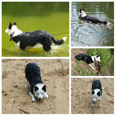 Étalon Border Collie - Jewel lee