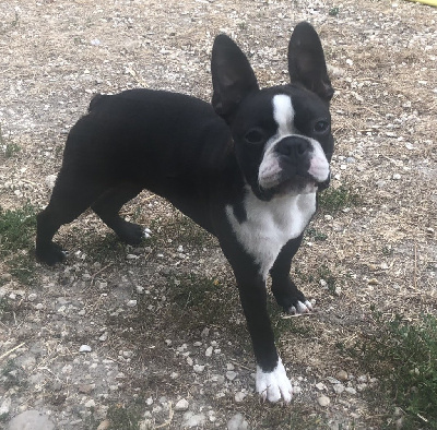 Étalon Boston Terrier - Velvett black themis de la source aux diamants